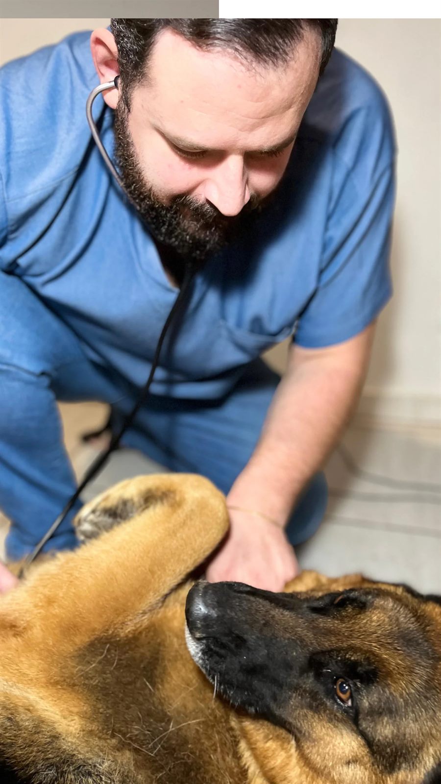 Dr. Luis Rodrigues atendendo um cão com estetoscópio em São Roque